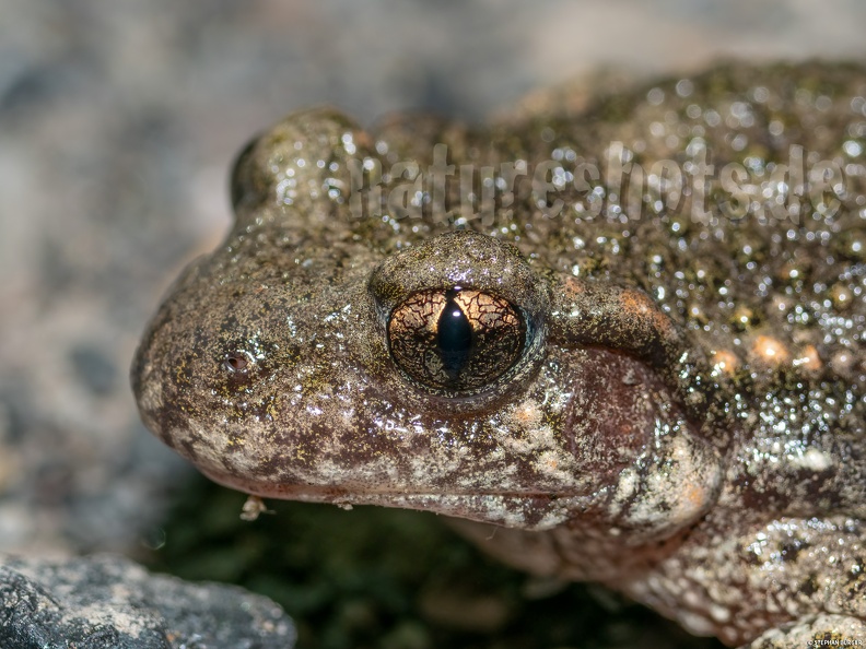 Alytes_obstetricans_male_6200116.jpg