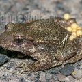 Alytes obstetricans male with eggs 6200110