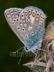 Polyommatus icarus 5067255