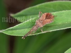Coriomeris denticulatus 5067283