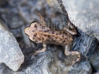 Epidalea calamita juvenile 8020996