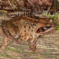 Rana temporaria female 9157842