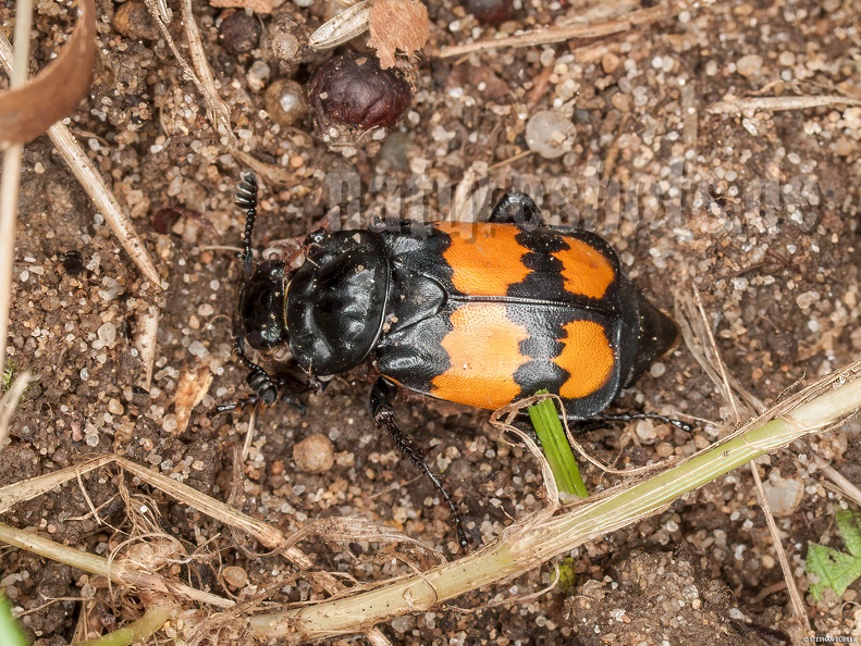 Nicrophorus_vespilloides_9157839.jpg