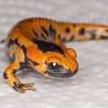 Salamandra salamandra terrestris juvenile 6070576