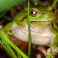 Hyla arborea female 5076339