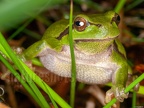 Hyla arborea female 5076339