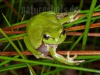 Hyla arborea female 5076362