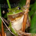 Hyla arborea male 5076331