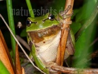 Hyla arborea male 5076331