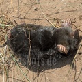 Talpa europaea dead 6170017