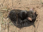 Talpa europaea dead 6170017