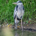 Ardea cinerea 8081080