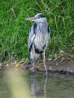 Ardea cinerea 8081080