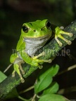 Hyla arborea female 7050257