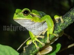 Hyla arborea female 7050258