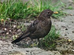 Turdus merula 5250223