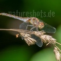 Sympetrum flaveolum female 9140078