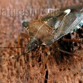 Pentatoma rufipes DSCN3829