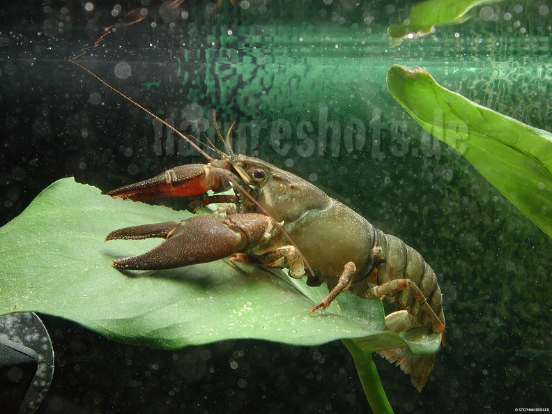 Astacus_astacus_DSCN4904.jpg