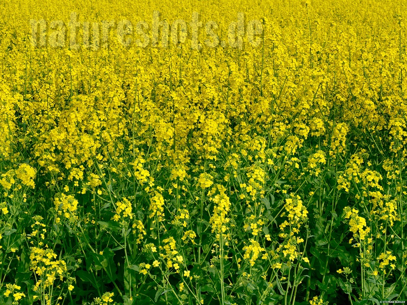 German common name: Raps
English common name: Rape Brassica_napus_5011708.jpg