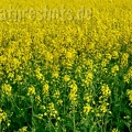 Brassica napus 5011708