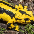 Salamandra salamandra terrestris female A260096