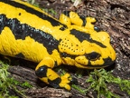 Salamandra salamandra terrestris female A260096