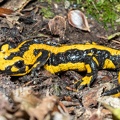 Salamandra salamandra terrestris male A260125