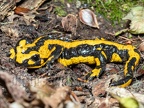 Salamandra salamandra terrestris male A260125