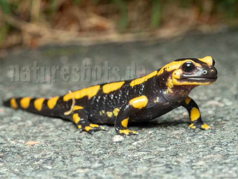 Salamandra_salamandra_terrestris_male_A260143_aRGB-SharpAI.jpg