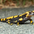 Salamandra salamandra terrestris male A260143