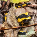 Salamandra salamandra terrestris male A260161