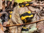 Salamandra salamandra terrestris male A260161