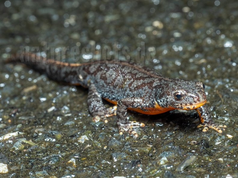 Ichthyiosaura_alpestris_female_A260147_aRGB-SharpAI.jpg