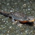 Ichthyiosaura alpestris female A260147