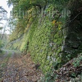 Salamandra habitat stonewall A260103