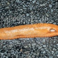 Arion rufus A260146