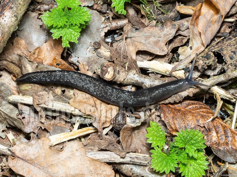 Limax_cinereoniger_A260132_aRGB-SharpAI.jpg