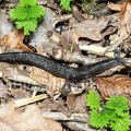 Limax cinereoniger A260132