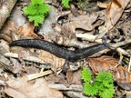 Limax cinereoniger A260132