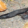 Limax cinereoniger A260134