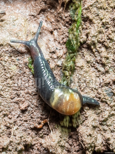 Tiny_slug_with_rudimentary_house_A260135_aRGB-SharpAI.jpg