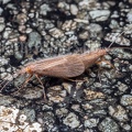 Trichoptera couple mating A260145