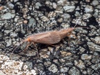 Trichoptera couple mating A260145