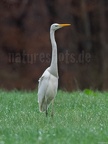 Ardea alba C220280