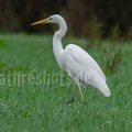 Ardea alba C220312