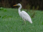 Ardea alba C220312