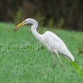 Ardea alba with mouse C220310