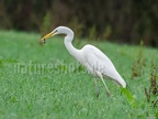 Ardea alba with mouse C220310