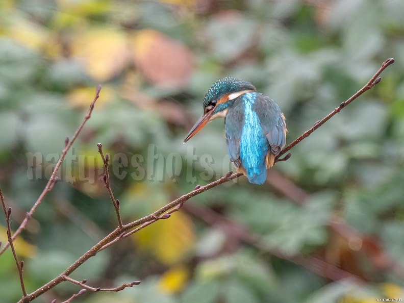 Alcedo_atthis_C250021.jpg